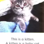 کتاب Baby Animals Dolphin Readers Starter 9 کتاب Baby Animals Dolphin Readers Starter - کتاب Baby Animals Dolphin Readers Starter - کتاب لند