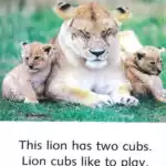 کتاب Baby Animals Dolphin Readers Starter 6 کتاب Baby Animals Dolphin Readers Starter - کتاب Baby Animals Dolphin Readers Starter - کتاب لند