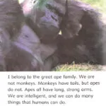 کتاب Go Gorillas Go Dolphin Readers 4 9 کتاب Go Gorillas Go Dolphin Readers 4 - کتاب Go Gorillas Go Dolphin Readers 4 - کتاب لند