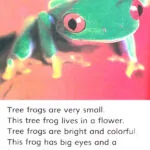 کتاب Let's Go to the Rainforest Dolphin Readers 3 10 کتاب Let's Go to the Rainforest Dolphin Readers 3 - کتاب Let's Go to the Rainforest Dolphin Readers 3 - کتاب لند