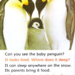 کتاب Wonderful Wild Animals Dolphin Readers 3 6 کتاب Wonderful Wild Animals Dolphin Readers 3 - کتاب Wonderful Wild Animals Dolphin Readers 3 - کتاب لند