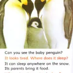 کتاب Wonderful Wild Animals Dolphin Readers 3 6 کتاب Wonderful Wild Animals Dolphin Readers 3 - کتاب Wonderful Wild Animals Dolphin Readers 3 - کتاب لند